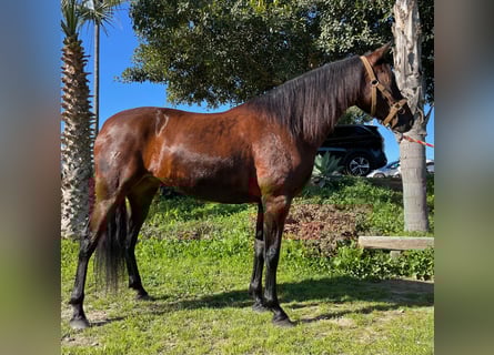 PRE Mix, Klacz, 10 lat, 164 cm, Gniada
