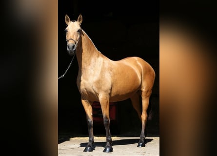 PRE, Klacz, 10 lat, 168 cm, Bułana