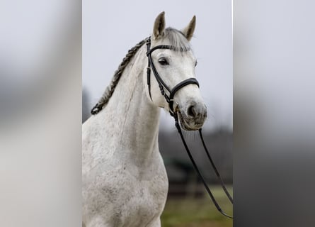 PRE Mix, Klacz, 12 lat, 160 cm, Siwa