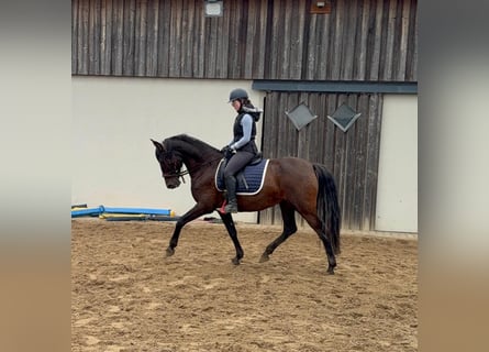 PRE Mix, Klacz, 12 lat, 163 cm, Gniada