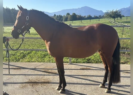 PRE, Klacz, 14 lat, 152 cm, Gniada