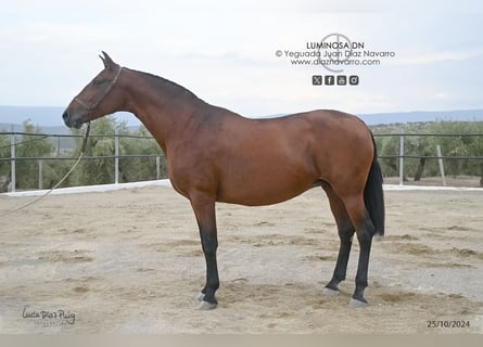 PRE, Klacz, 18 lat, 166 cm, Gniada