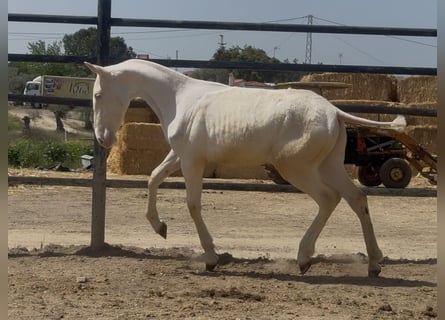 PRE Mix, Klacz, 1 Rok, 165 cm, Cremello