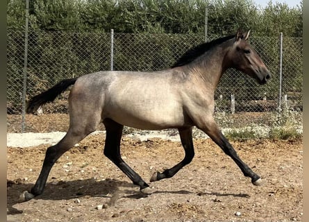 PRE, Klacz, 1 Rok, 167 cm, Siwa