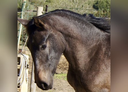 PRE Mix, Klacz, 2 lat, 150 cm, Siwa