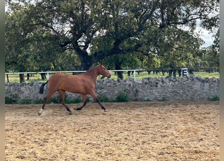 PRE Mix, Klacz, 2 lat, 159 cm, Gniada