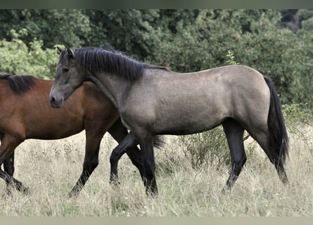 PRE Mix, Klacz, 2 lat, 160 cm, Siwa