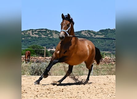PRE Mix, Klacz, 2 lat, 162 cm, Bułana