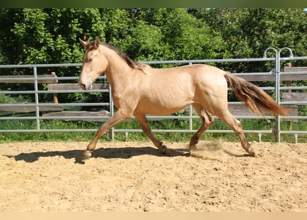 PRE Mix, Klacz, 2 lat, 164 cm, Perłowa