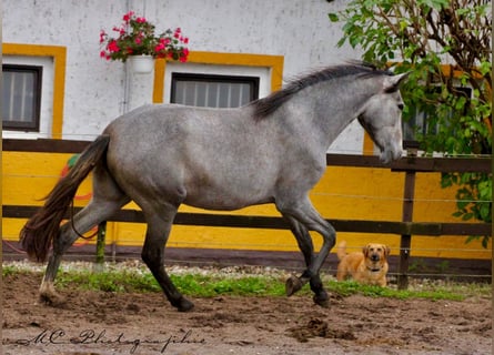 PRE, Klacz, 2 lat, 165 cm, Siwa