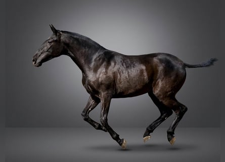 PRE Mix, Klacz, 2 lat, 166 cm, Kara