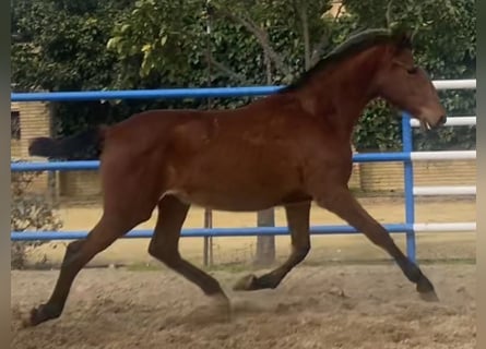 PRE Mix, Klacz, 2 lat, 167 cm, Gniada