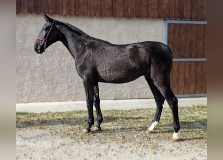 PRE, Klacz, 2 lat, Kara