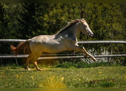 PRE, Klacz, 3 lat, 152 cm