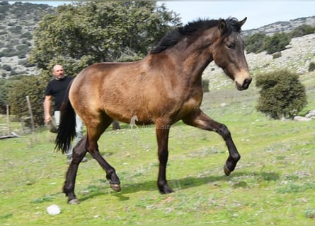 PRE, Klacz, 3 lat, 154 cm, Bułana