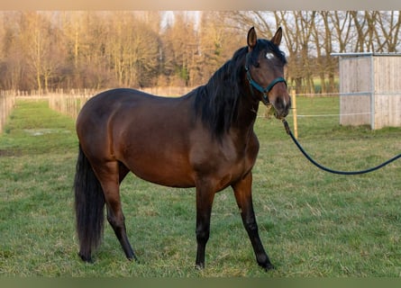 PRE Mix, Klacz, 3 lat, 158 cm, Gniada