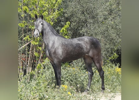 PRE Mix, Klacz, 3 lat, 158 cm, Siwa