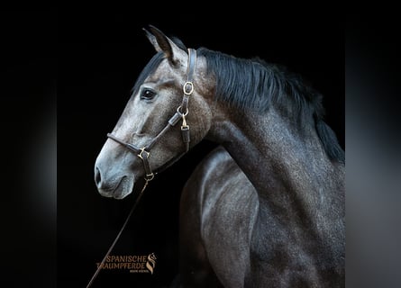 PRE Mix, Klacz, 3 lat, 158 cm, Siwa