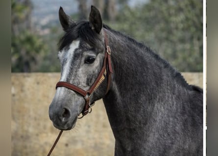 PRE Mix, Klacz, 3 lat, 158 cm, Stalowosiwy