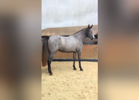 PRE Mix, Klacz, 3 lat, 162 cm, Siwa