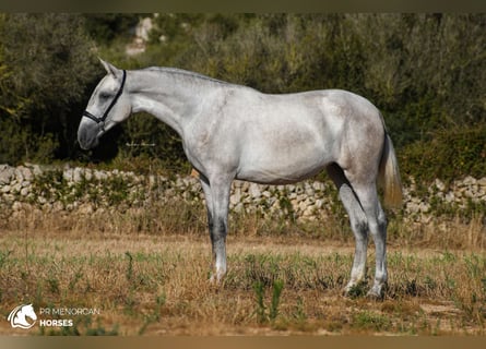 PRE, Klacz, 3 lat, 164 cm, Siwa