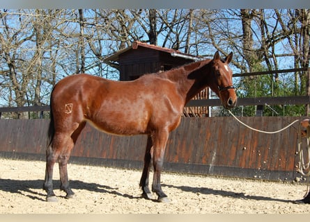 PRE Mix, Klacz, 3 lat, 165 cm, Gniada