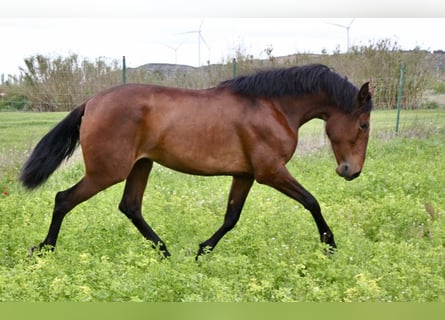 PRE, Klacz, 3 lat, 165 cm, Gniada