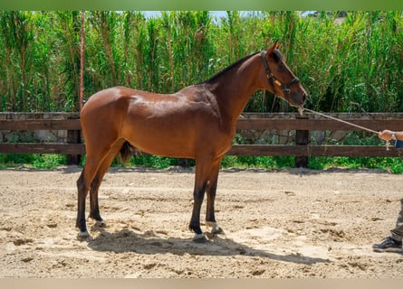 PRE, Klacz, 3 lat, 165 cm, Gniada