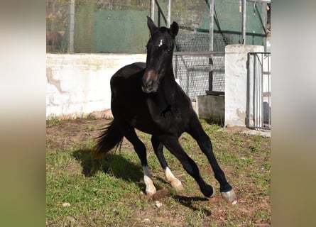 PRE, Klacz, 3 lat, 165 cm, Siwa