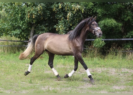 PRE, Klacz, 3 lat, 170 cm, Siwa