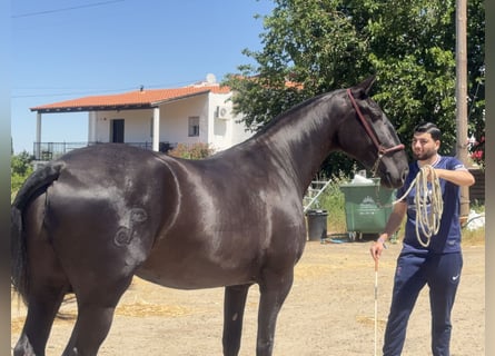 PRE Mix, Klacz, 3 lat, 171 cm, Kara