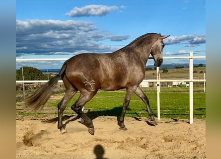 PRE, Klacz, 3 lat, 175 cm, Siwa w hreczce