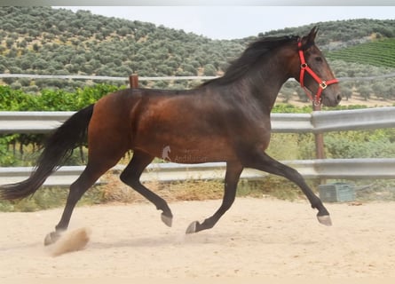 PRE, Klacz, 4 lat, 156 cm, Gniada