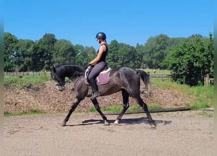 PRE Mix, Klacz, 4 lat, 158 cm, Formy Brown Falb