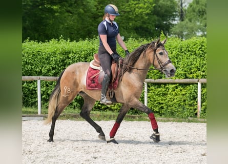 PRE, Klacz, 4 lat, 158 cm, Kasztanowatodereszowata