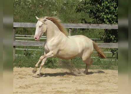 PRE Mix, Klacz, 4 lat, 158 cm, Perlino