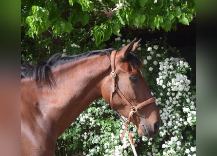 PRE Mix, Klacz, 4 lat, 162 cm, Gniada