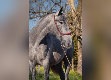 PRE, Klacz, 4 lat, 162 cm, Siwa