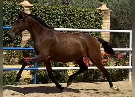 PRE Mix, Klacz, 4 lat, 163 cm, Gniada