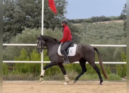 PRE Mix, Klacz, 4 lat, 163 cm, Siwa