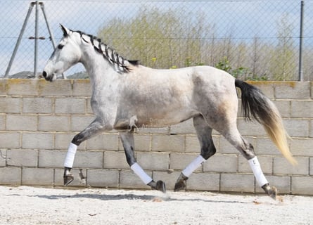 PRE, Klacz, 4 lat, 163 cm, Siwa