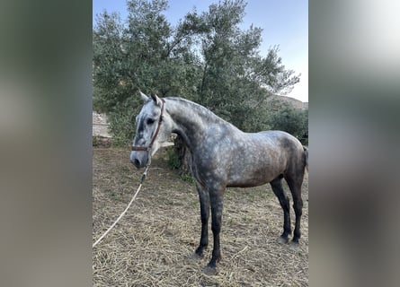 PRE Mix, Klacz, 4 lat, 164 cm, Siwa jabłkowita