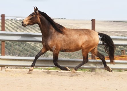 PRE, Klacz, 4 lat, 165 cm, Bułana