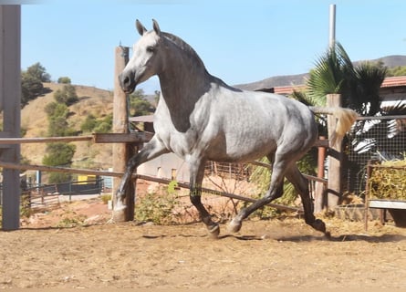 PRE, Klacz, 4 lat, 170 cm, Siwa