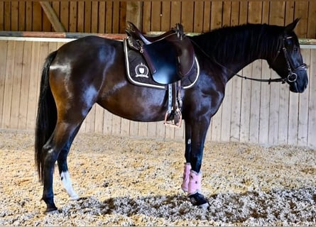 PRE, Klacz, 4 lat, Kara