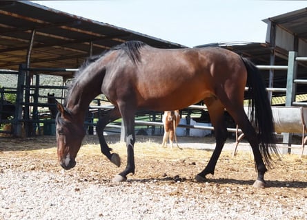 PRE, Klacz, 5 lat, 156 cm, Gniada