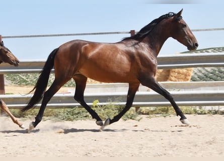 PRE, Klacz, 5 lat, 156 cm, Gniada