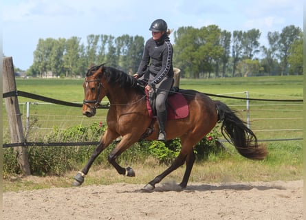 PRE, Klacz, 5 lat, 160 cm, Gniada