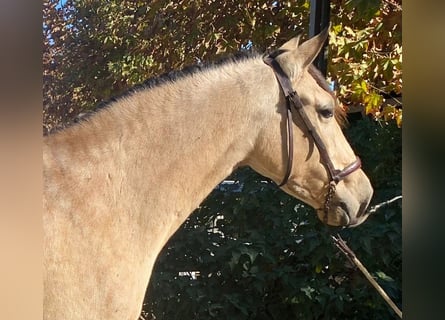 PRE Mix, Klacz, 5 lat, 160 cm, Gniada
