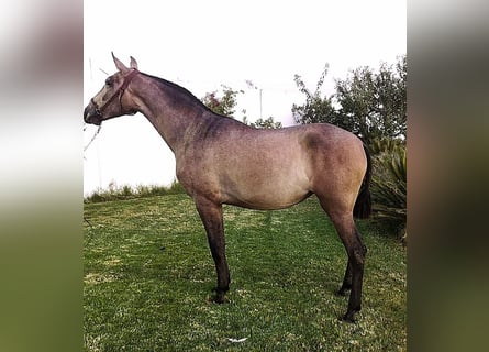 PRE Mix, Klacz, 5 lat, 160 cm, Kasztanowatodereszowata